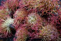 Forêt de sucre ou Protea