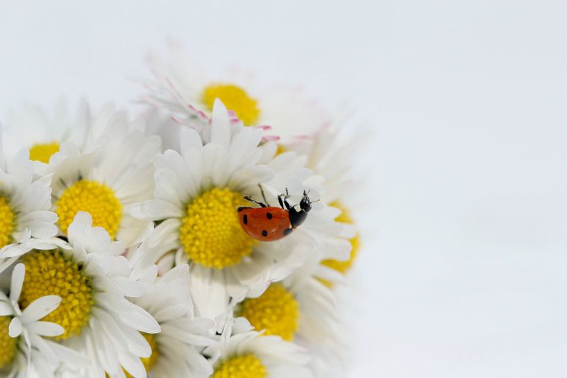 Glückskäfer 32 von Heike Hultsch