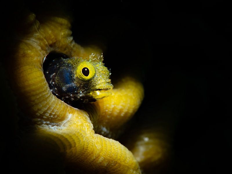 Schleimfische in der Koralle 2 von René Weterings