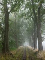 Walker on oak avenue, leichtere Version