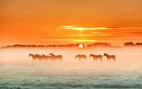 Horses in the mist 1