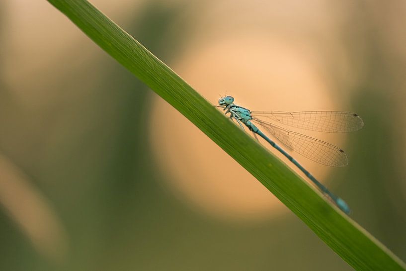 Zwerglibelle beim Aufwärmen von Moetwil en van Dijk - Fotografie