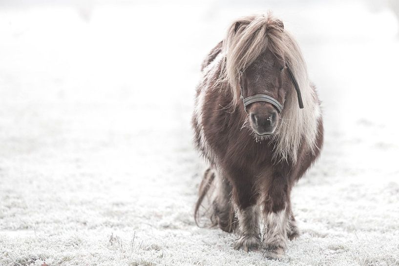 Shetlander in de sneeuw von Jitske Cuperus-Walstra