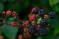 Laubfrosch im Brombeergestrüpp