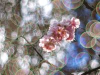 Cherry blossom, soft and dreamy promise for spring