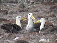 Galapagos Albatrossen maken een praatje!