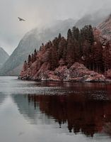 Le corbeau d'Odin survole le Nærøfjord