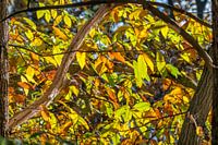 Autumn color in the forest of orange and brown leaves of the sweet chestnut Castanea sativa
