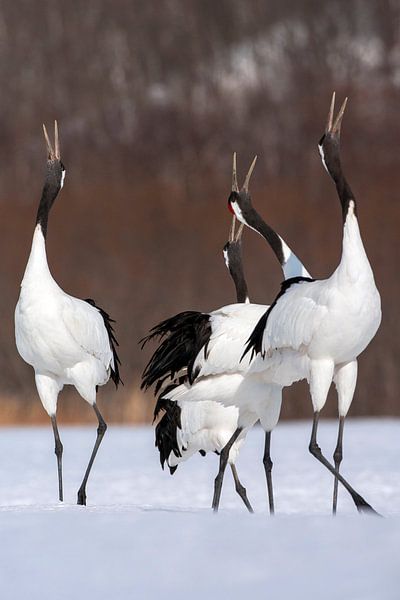 Chinesische Kraniche (Grus japonensis) auf Hokkaido in Japan im Winter. von Beschermingswerk voor aan uw muur