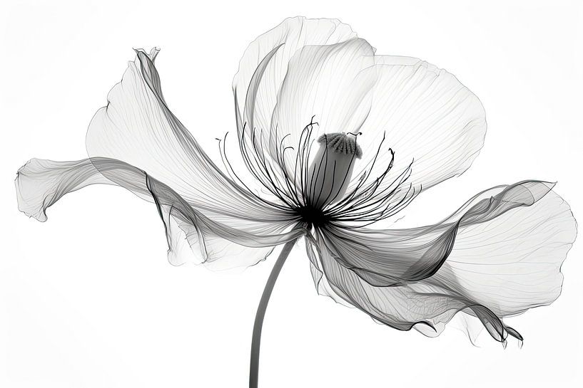 Transparent flowers by Bert Nijholt