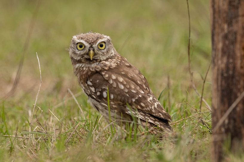 Kleine Eule im Gras. von Tanja van Beuningen