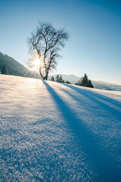 Schneekristalle und Winterzauber im Allgäu von Leo Schindzielorz