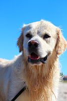 Golden Retriever ganz wachsam