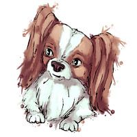 Niedlicher Papillon - Hund