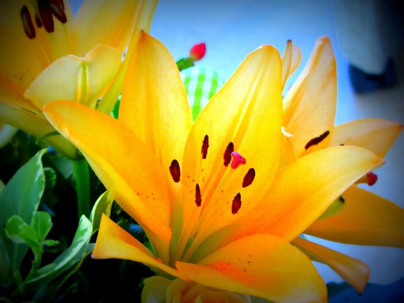 Gorgeous yellow Flowers von Nicky`s Prints