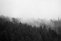 La forêt dans la brume #1