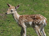 damhert (Dama dama) kalf