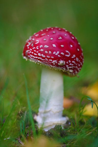 Neuer Fliegenpilz von Zoë Golsteijn