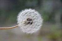 Fleur de pissenlit sur fond vert