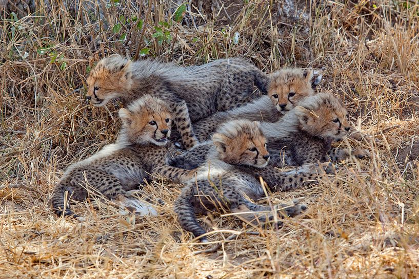 5 Süsse von Peter Michel