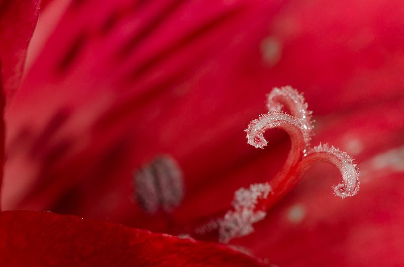 Alstroemeria von Ludo Beckers