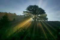Die aufgehende Sonne scheint durch den Baum