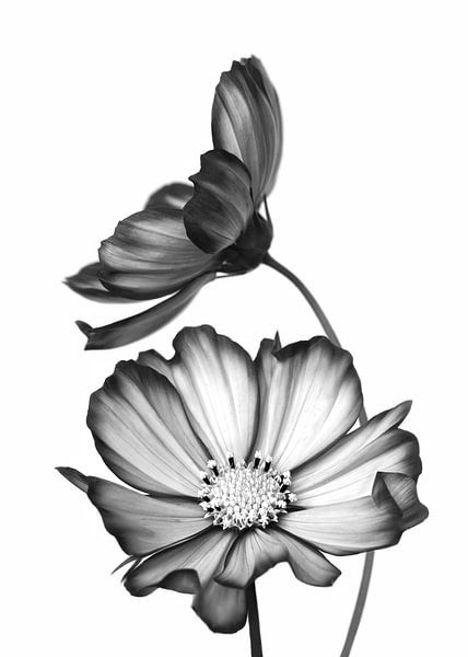 Cosmea in Black and White by Marga Vroom