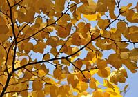 feuilles jaunes, graphique