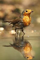 Roodborst met zijn spiegelbeeld