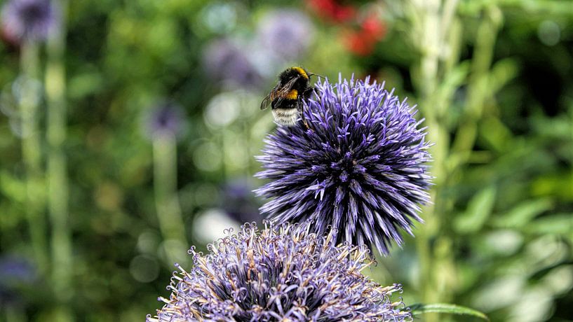 Allium by Henk bohmers