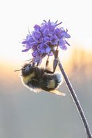 Hummel auf einer Blume