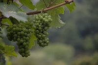 Schönheit im Regen.