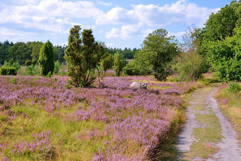 Blooming Moorland by Gisela Scheffbuch