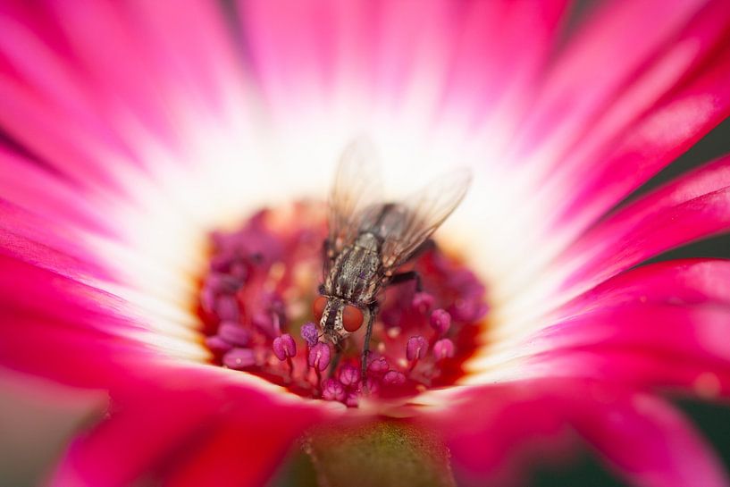 Checkerboard fly on an Ice flower by Eric van Duijn