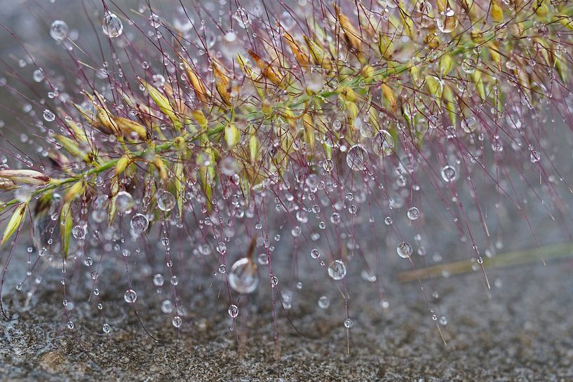 Spetters in macro van BHotography