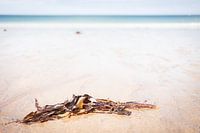 Paysage côtier avec algues lavées