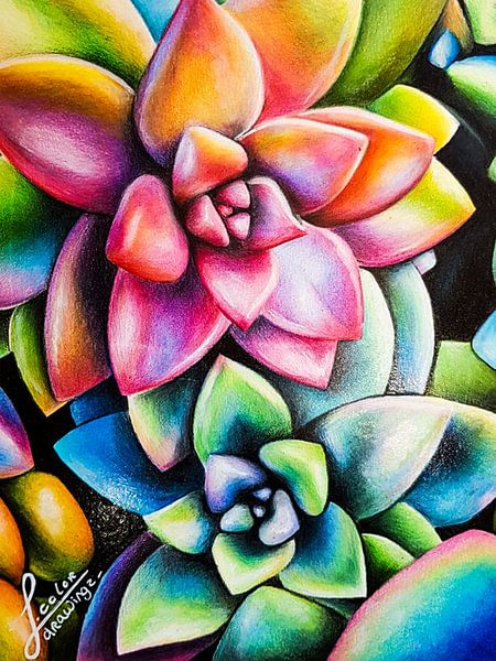 Succelent Drawing by J.colordrawingz_