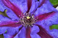 Paarse Clematis in volle glorie