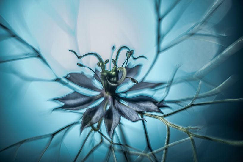 Nigella damascena, Little Miss in Green by Gerry van Roosmalen