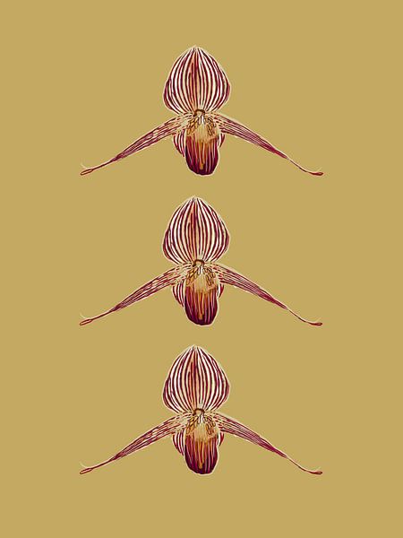 The gold of Kinabalu orchid by Studio Carper