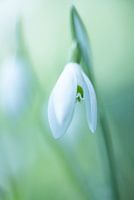 Snowdrop
