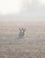 Lièvres dans le brouillard