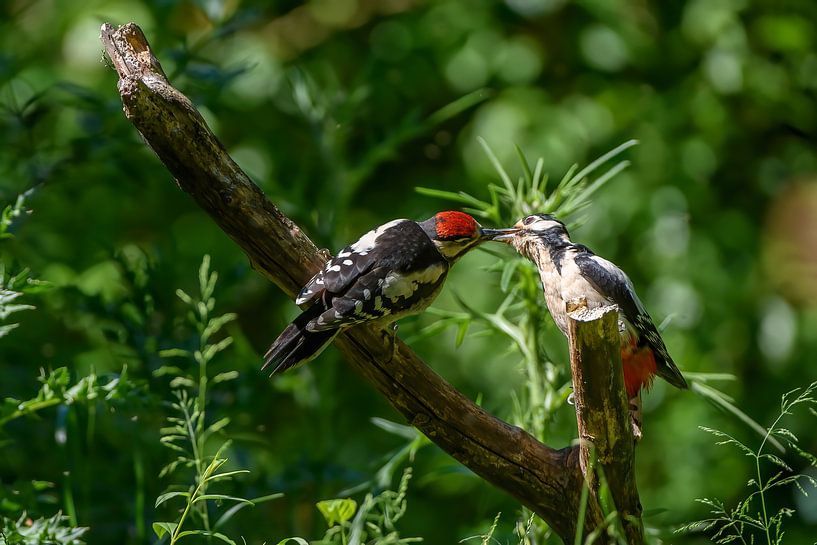 great spotted woodpecker by Andy van der Steen - Fotografie