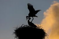 Le printemps arrive...