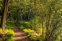 Waldweg in frischen grünen Farben.