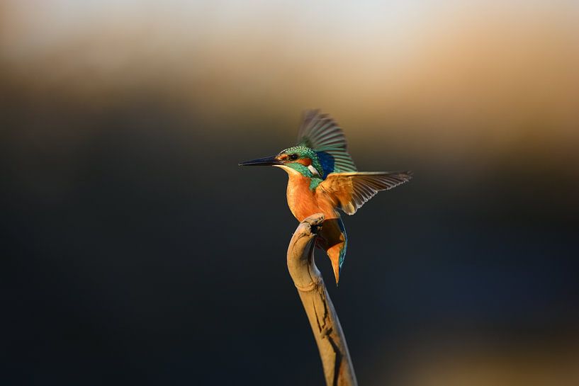 martin-pêcheur par Mertens Peter