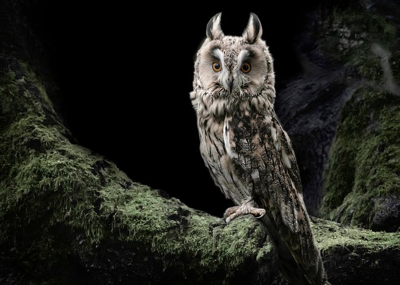 Eule im Wald von Atelier UNBUNT