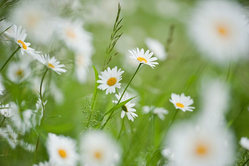 Pâquerettes dans le champ par Rob Donders Beeldende kunst