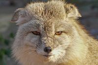 Durchdringende Blicke eines Polarfuchses