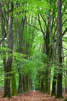 Natürlicher Korridor